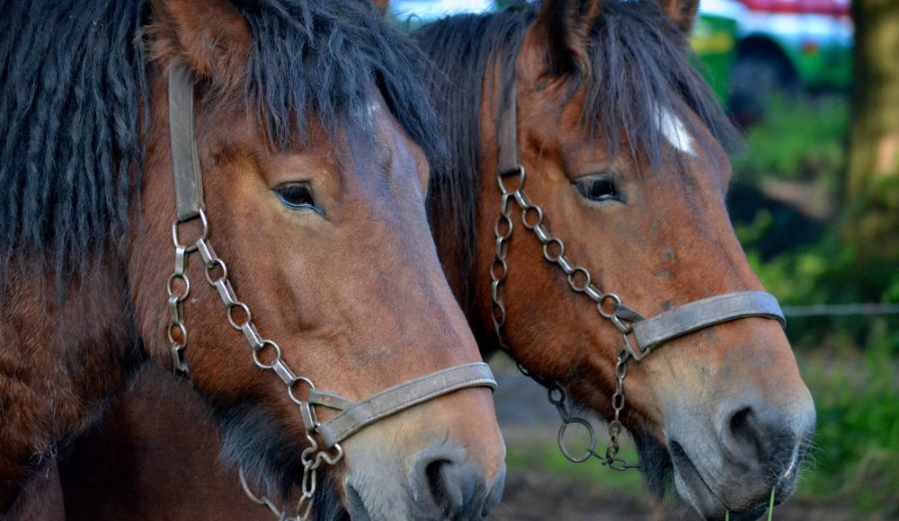 paarden ringrijden