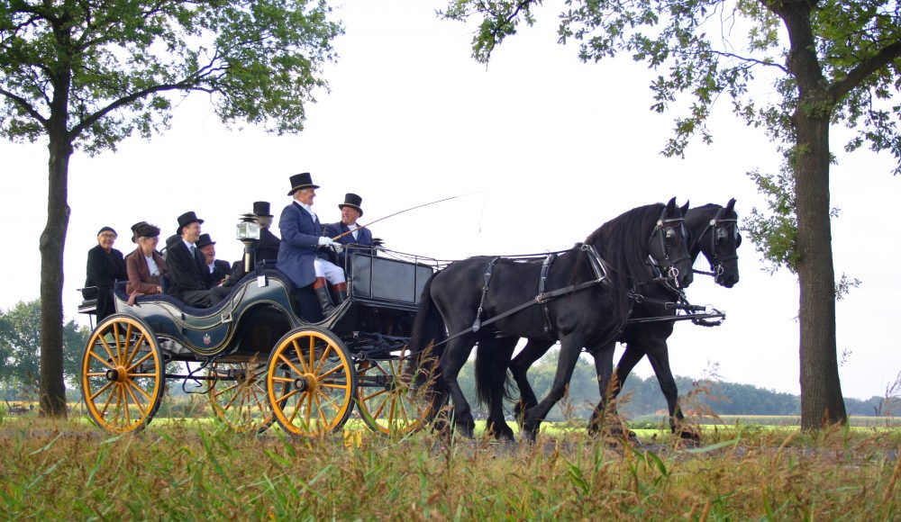 friese paarden